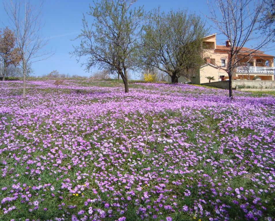 פורץ Apartments Alice Green Oasis - חדר תמונה